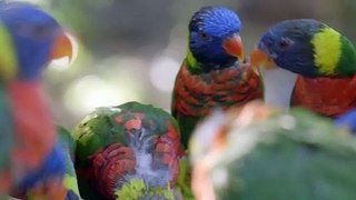You Have To See This Amazing Video of Lorikeets Feeding on Nectar