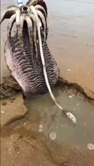 Cette seiche sait bien se camoufler