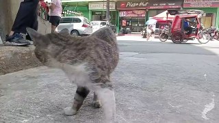 Dad Cat have MANNERS learned from the streets  cat videos meow purr cat sound cats