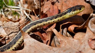 5 Mistakes That Are Attracting Snakes to Your Yard