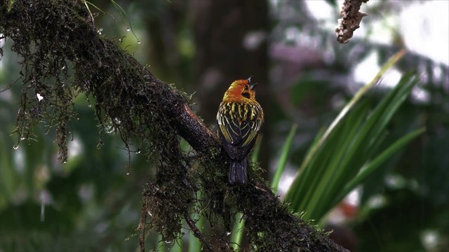 NATURALEZA Y SONIDOS SUAVES DE MÚSICA PARA DORMIR