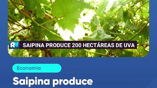 Saipina produce 200 hectáreas de uva