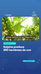 Saipina produce 200 hectáreas de uva