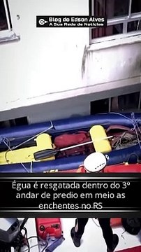 Égua é resgatada dentro do 3º andar de predio em meio as enchentes no RS