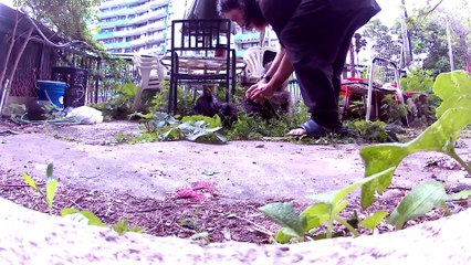 My cat got outside and I gave it attention (audio is reversed), then picked him up and brought inside