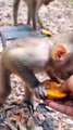 Baby Monkey Reels Video,Baby Monkey Shorts,Monkey Video, Wildlife Animal's #Monkeyvideo#Wildanimaps#Animalplant