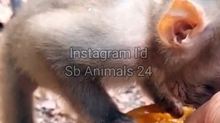 Baby Monkey Reels Video,Baby Monkey Shorts,Monkey Video, Wildlife Animal's #Monkeyvideo#Wildanimaps#Animalplant