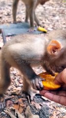 Baby Monkey Reels Video,Baby Monkey Shorts,Monkey Video, Wildlife Animal's #Monkeyvideo#Wildanimaps#Animalplant