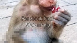 Baby Monkey Viral Shorts, Viral Video, Animal's Video, Wildlife Animal's #Animalsvideo#Funnymonkey#Babyanimals