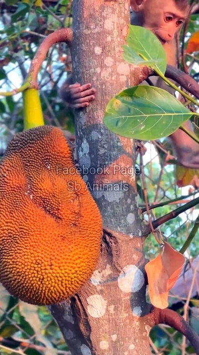 Monkey Shorts Video, Animal's Baby Video, Baby Monkey Shorts #Animals#Wildanimals#Viralvideo#Trendingvideo