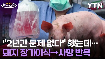 [뉴스모아] 인류에겐 아직 먼 꿈?…'이종이식', 넘어야 할 산은 / YTN