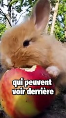 TOP 25 DES FAITS SURPRENANTS