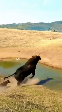 Cow long jumping