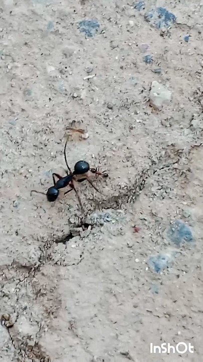 ant