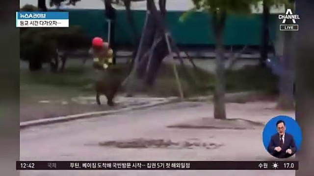 학교 난입한 멧돼지, 결국 등교 시간 다가와 사살