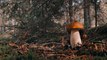 Walk in the woods picking mushrooms