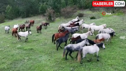 Yaban atları yavruları ile görüntülendi