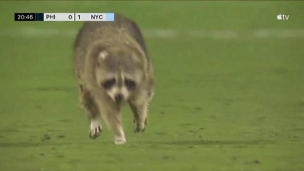 Pazzesca invasione di un procione in Mls: succede durante Philadelphia-New York City FC