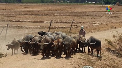 [16-05-24] បើទោះតម្លៃសត្វក្របីចុះថ្លៃខ្លាំង ក៏កសិករ ភូមិសំបូរ ឃុំសំបូរ ស្រុកបាធាយ ខេត្តកំពង់ចាម ប្រឹងចិញ្ចឹមថែទាំ