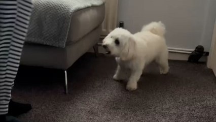 Pup's playful spins shine brighter than any spotlight