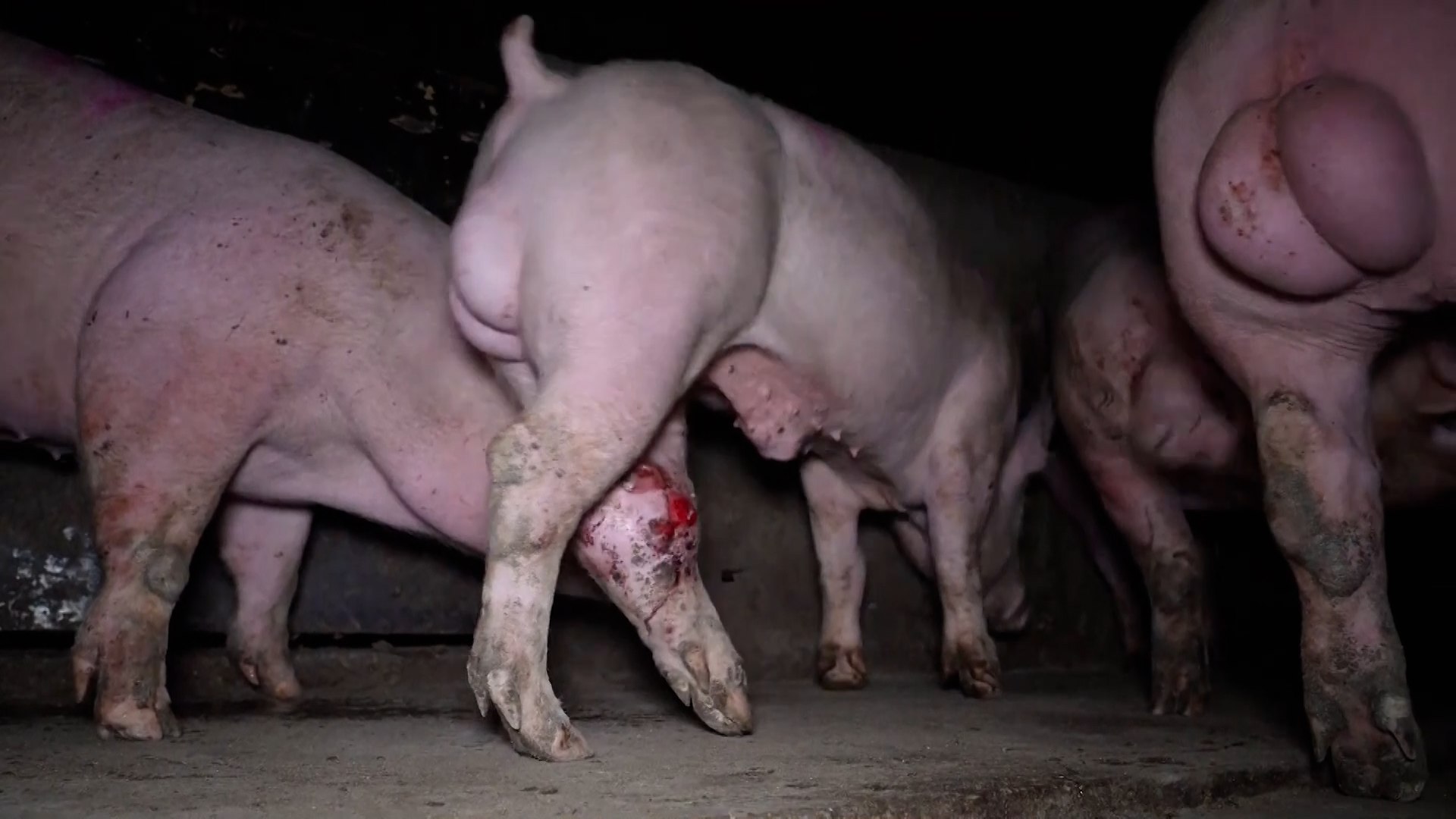 Cerdos con deformaciones, con heridas infectadas, con ratas en los comederos... Denuncian una granja del terror en Burgos