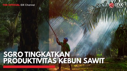 SGRO Tingkatkan Produktivitas Kebun Sawit