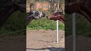 Horses Play Tug of War Using Halter
