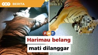 Harimau belang mati dilanggar kenderaan di LPT
