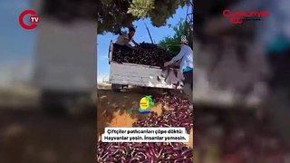 Antalya'da çiftçiler para etmeyen patlıcanları yere attı