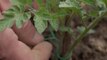 Comment réussir ses plantations de tomates ?