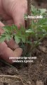 Comment réussir ses plantations de tomates ?