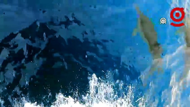 Ayvalık’ta tur teknesine yunuslar eşlik etti