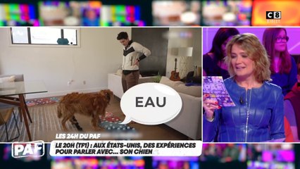 Aux États-Unis, des expériences pour parler avec...son chien