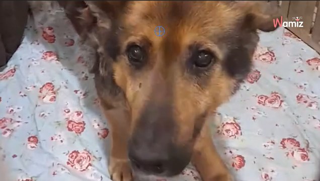 Sindbad pierwszy raz w życiu dostał własne legowisko. Zobaczcie, jak się nim cieszy (video)