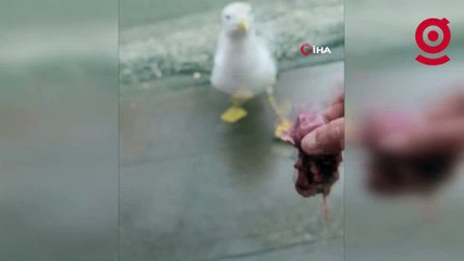 Görenler şaşırıyor: Martı ile esnafın tebessüm ettiren dostluğu