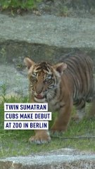 Twin sumatran cubs make debut at zoo in Berlin