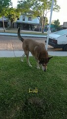 Luli, Macarni y Tobías por la mañana (25/11/2022)