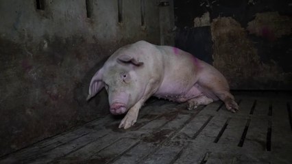 La "granja del terror" que vinculan a Lidl: "Los cerdos buenos los vendemos a China, los malos a España"