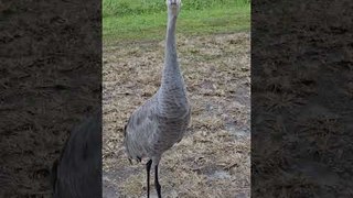 Sarus Crane Moves Away and Hops to Scare Person