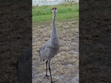 Sarus Crane Moves Away and Hops to Scare Person