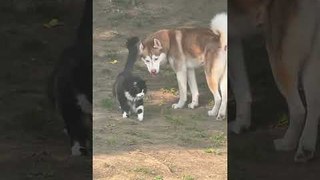Husky Stays Alert While Walking Beside Cat