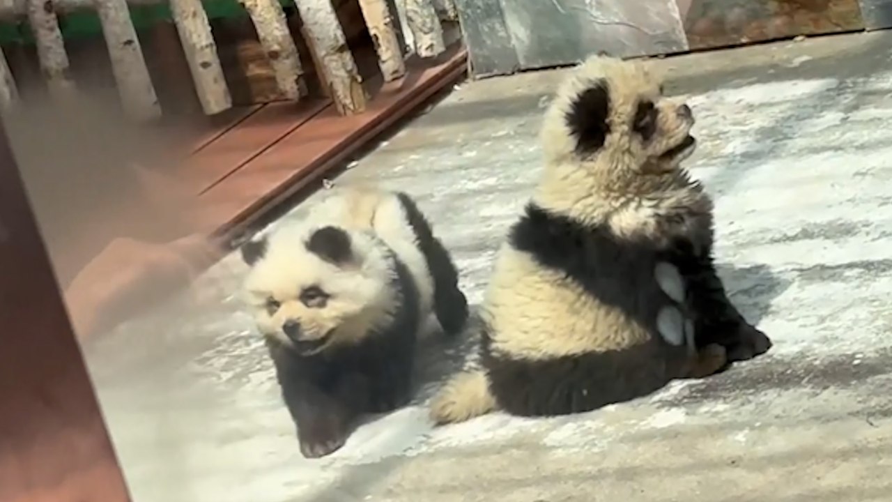 "Pandahunde" begeistern die Besucher in China