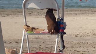 Poor pup tied to chair gets freaked out by powerful wind