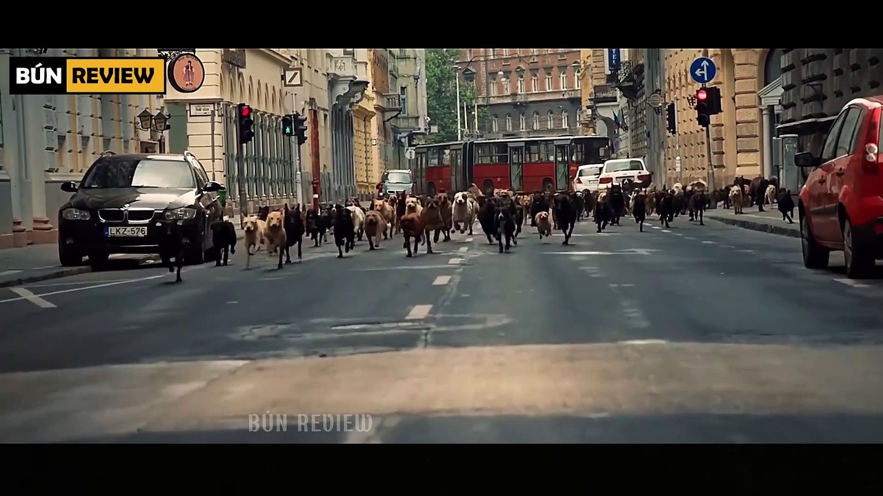 Chú chó bị bỏ rơi trở thành thủ lĩnh của bầy cho hoang - REVIEW PHIM- CUỘC NỔI DẬY CỦA LOÀI CHÓ