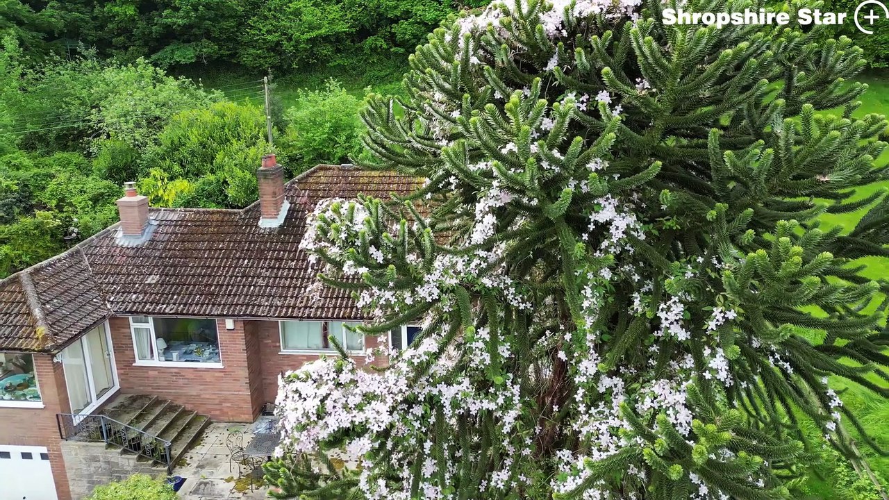 Huge monkey puzzle tree in the front garden of a house in Homer, Much Wenlock.