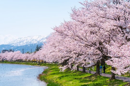 ما السر وراء تواجد شجرة أزهار الكرز اليابانية في كندا؟