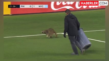 Ne kedi ne de köpek! Sahaya giren hayvanı görenler gözlerine inanamadı