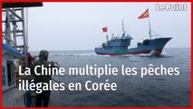 La Chine multiplie les pêches illégales en Corée