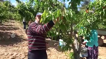 Bilecik'te hasadı başladı, üretici perişan: Tarlada 39, markette 199 TL!