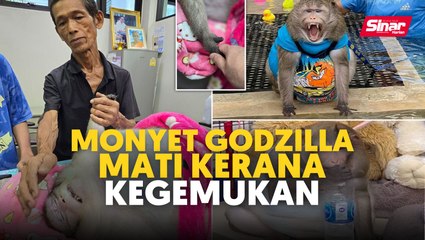 Monyet Godzilla mati kerana kegemukan